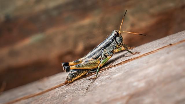人正在张家界的深山里生吞蝗虫新葡京博彩那个涂指甲油的女(图3)