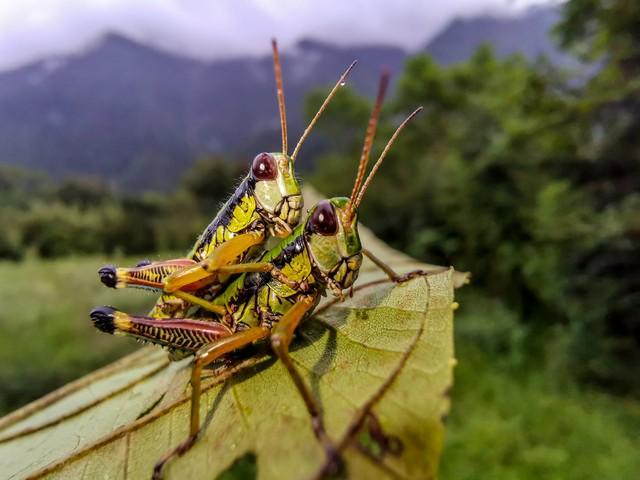 人正在张家界的深山里生吞蝗虫新葡京博彩那个涂指甲油的女(图2)