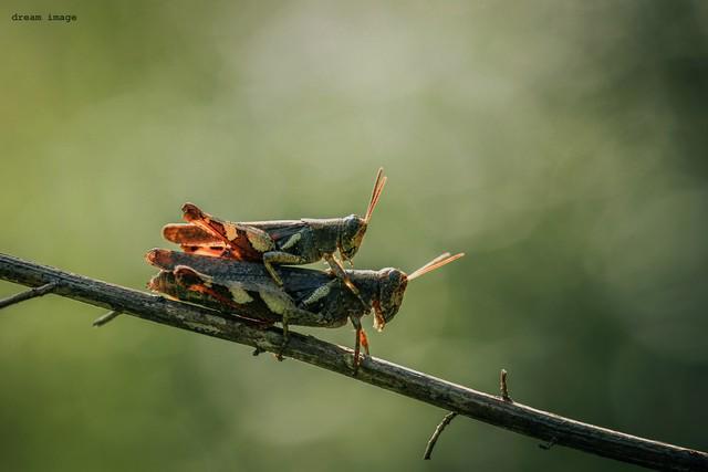 人正在张家界的深山里生吞蝗虫新葡京博彩那个涂指甲油的女(图4)